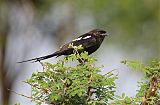 Magpie Shrike